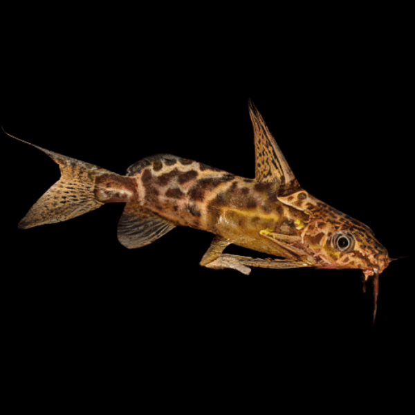 Greshoff Catfish Synodontis Greshoffi 5cm - Real Aquatics