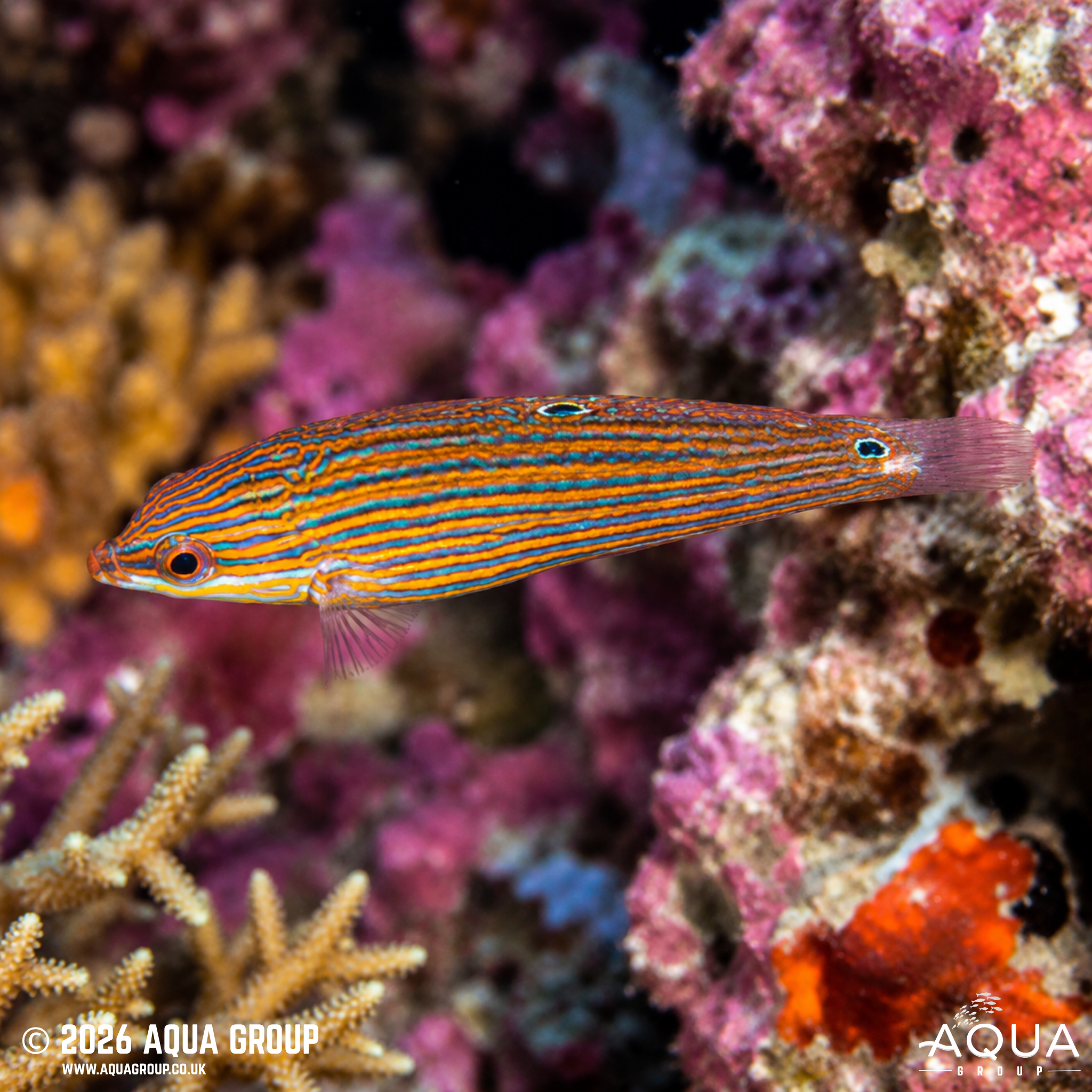 Greyhead Wrasse (Halichoeres leucurus)