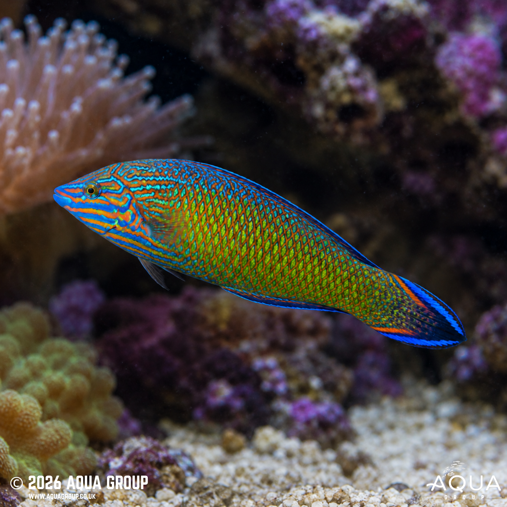 Greyhead Wrasse (Halichoeres leucurus)