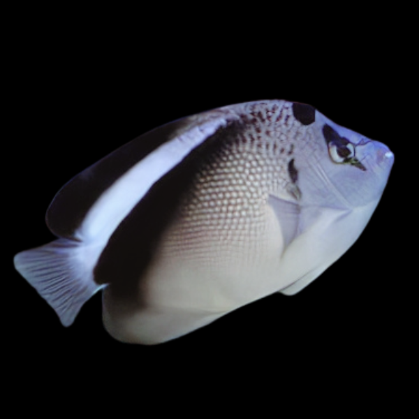 Griffis Angelfish Apolemichthys Griffisi - Real Aquatics