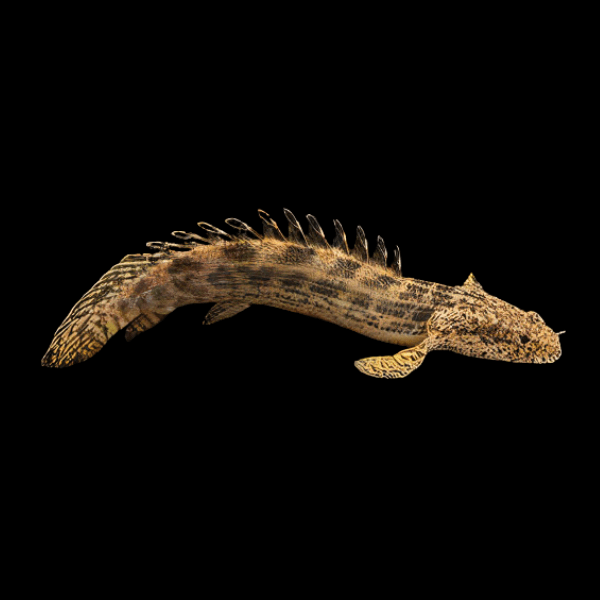 Guinean Bichir Polypterus Ansorgii 10cm - Real Aquatics
