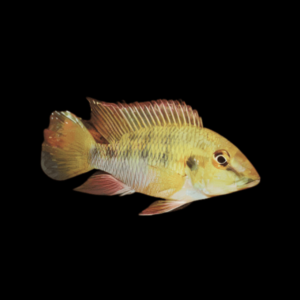 Gunthers Mouthbrooder Cichlid Chromidotilapia Guntheri 5cm - Real Aquatics