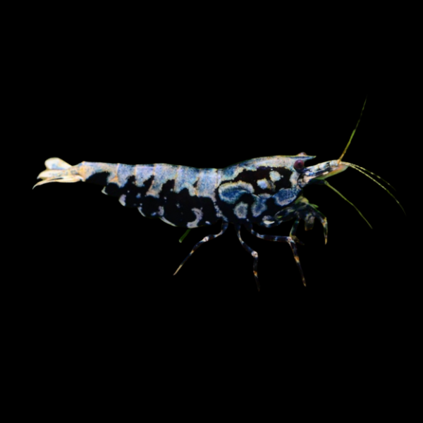 10 x Red & Black Galaxy Boa High Grade Shrimp Caridina Sp 2cm - Real Aquatics