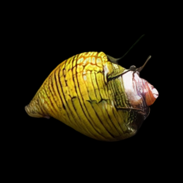Hair Thorn Nerite Snail Neritina sp 2cm - Real Aquatics