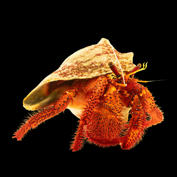 Hairy Red Legged Hermit Crab Dardanus Megistos - Real Aquatics