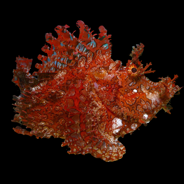 Hairy Rhinoplas Scorpion Fish Rhinopias Frondosa - Real Aquatics