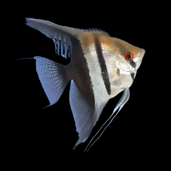 Half Black Angelfish Pterophyllum Scalare 5cm - Real Aquatics