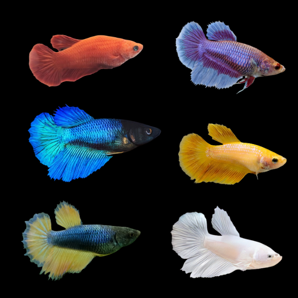 Half Moon Betta Assorted Female 3cm - Real Aquatics