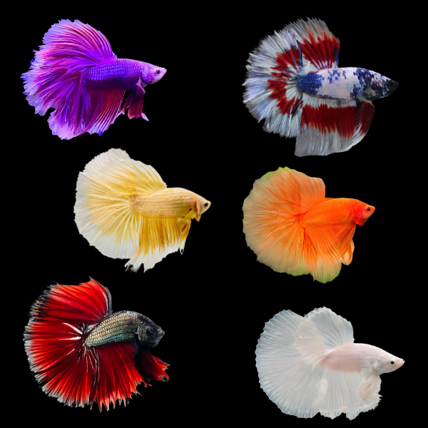 Half Moon Betta Assorted Male 3cm - Real Aquatics