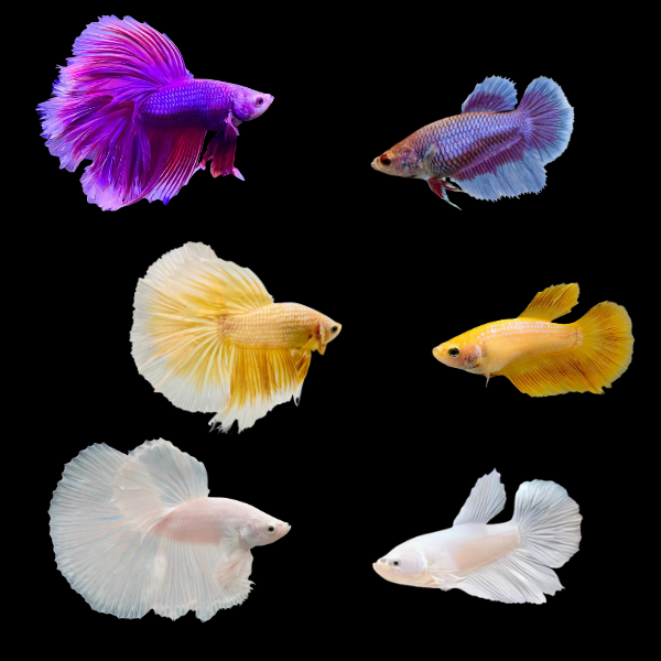 Half Moon Betta Assorted Pair's Male & Female 3cm - Real Aquatics