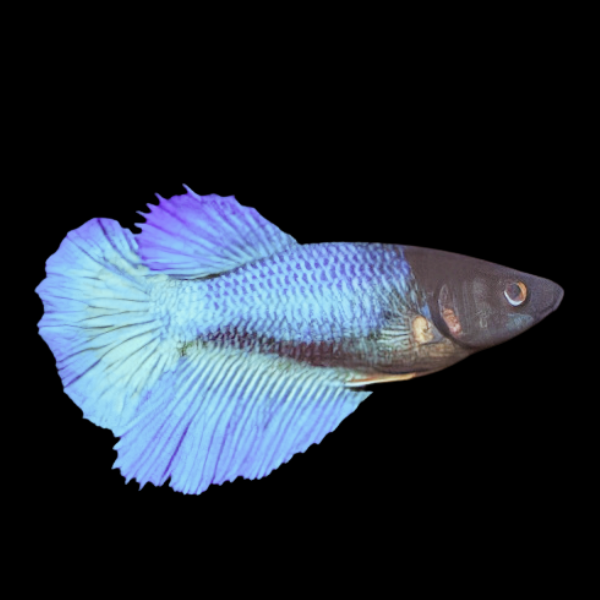 Half Moon Betta Female Blue Base 3cm - Real Aquatics