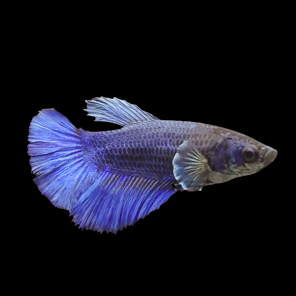Half Moon Betta Female Blue 3cm - Real Aquatics