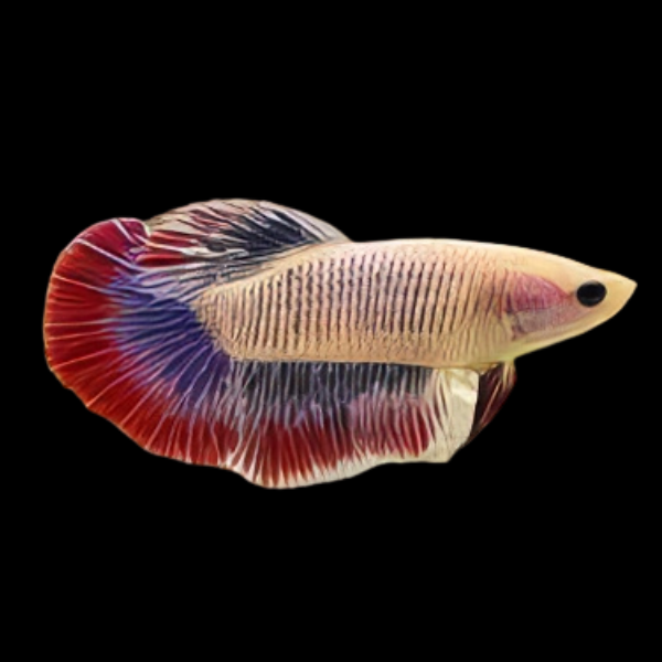 Half Moon Betta Female Tri Colour 3cm - Real Aquatics