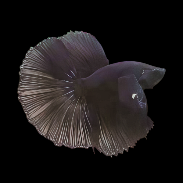 Half Moon Betta Male Black 3cm - Real Aquatics