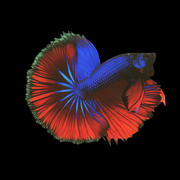 Half Moon Betta Male Blue Base 3cm - Real Aquatics