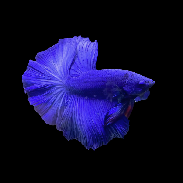 Half Moon Betta Male Blue 3cm - Real Aquatics