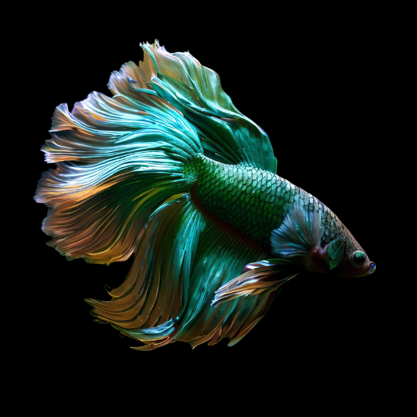 Half Moon Betta Male Green Base 3cm - Real Aquatics