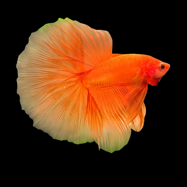 Half Moon Betta Male Orange Base 3cm - Real Aquatics