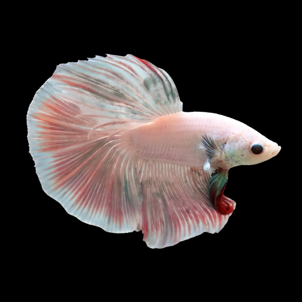 Half Moon Betta Male Pink Base 3cm - Real Aquatics