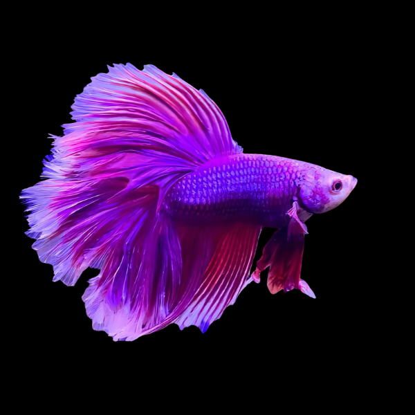 Half Moon Betta Male Purple Base 3cm - Real Aquatics