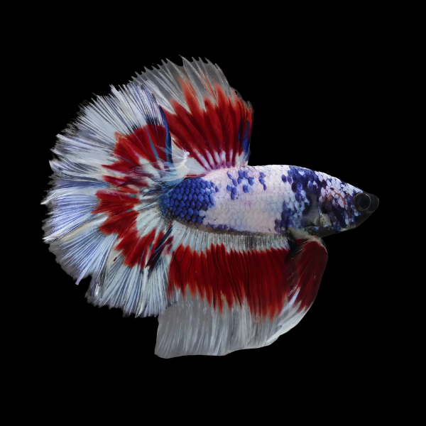Half Moon Betta Male Tri Colour 3cm - Real Aquatics