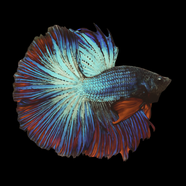 Half Moon Betta Male Turquoise Base 3cm - Real Aquatics