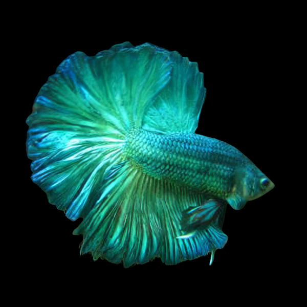Half Moon Betta Male Turquoise 3cm - Real Aquatics