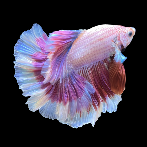 Half Moon Betta Male White Base 3cm - Real Aquatics