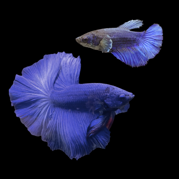 Half Moon Betta Pair Male & Female Blue 3cm - Real Aquatics