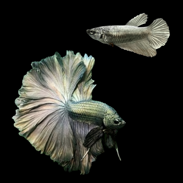 Half Moon Betta Pair Male & Female Copper 3cm - Real Aquatics