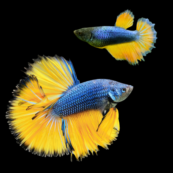 Half Moon Betta Pair Male & Female Mustard Gas 3cm - Real Aquatics