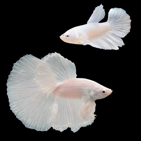 Half Moon Betta Pair Male & Female Platinum 3cm - Real Aquatics