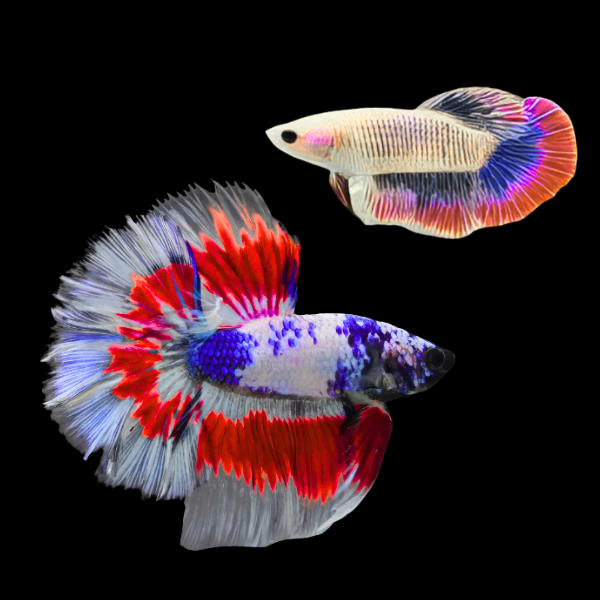Half Moon Betta Pair Male & Female Tri Colour 3cm - Real Aquatics