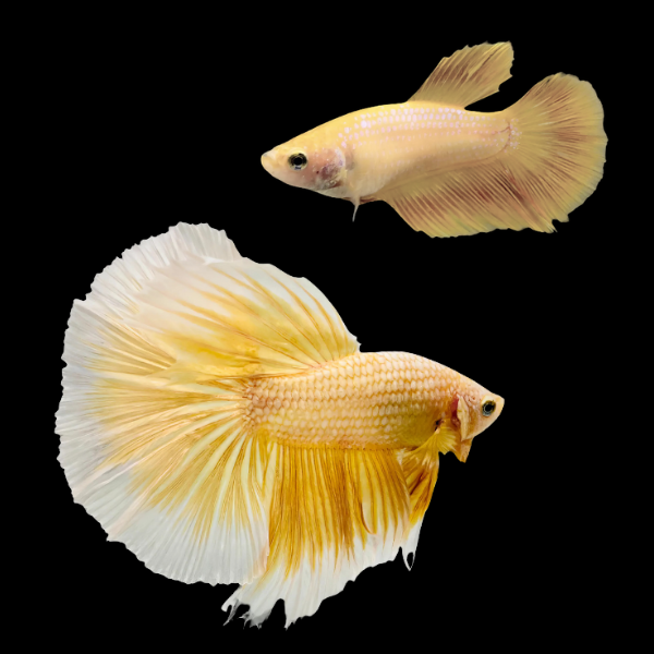Half Moon Betta Pair Male & Female Yellow Base 3cm - Real Aquatics