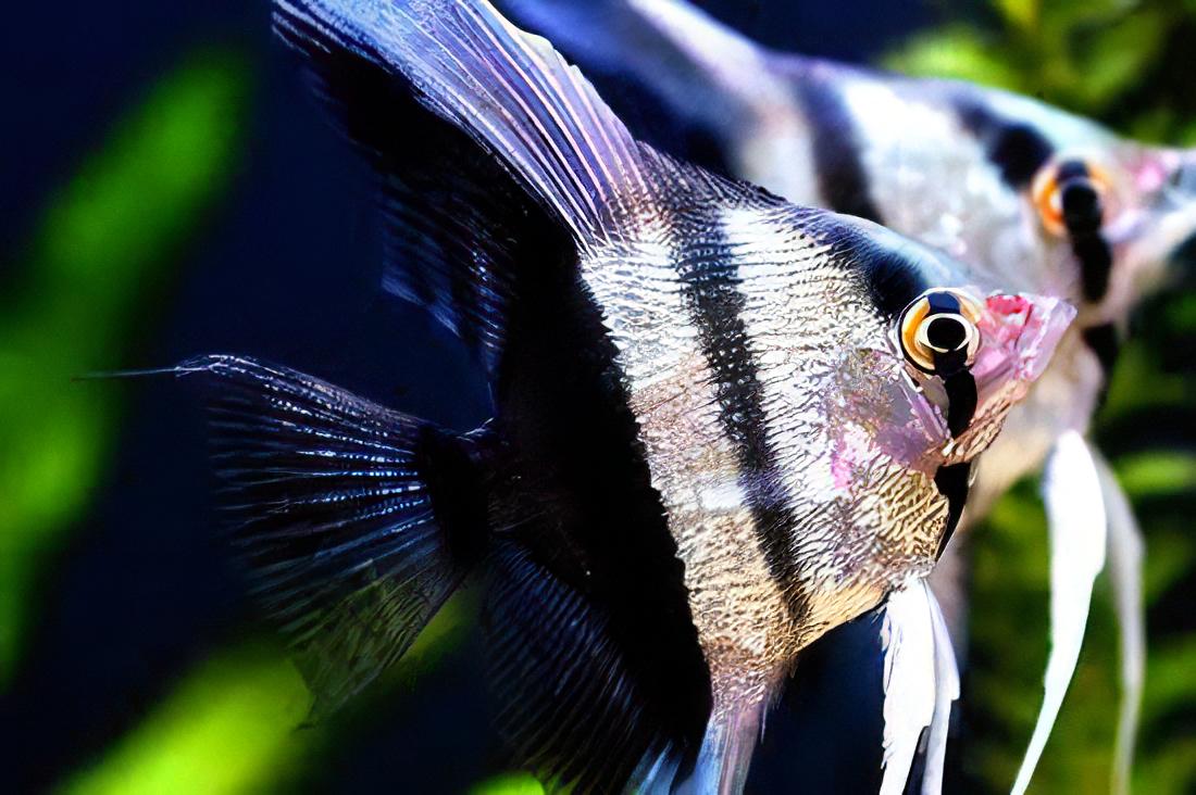 Half Black Angelfish Pterophyllum Scalare 5cm - Real Aquatics