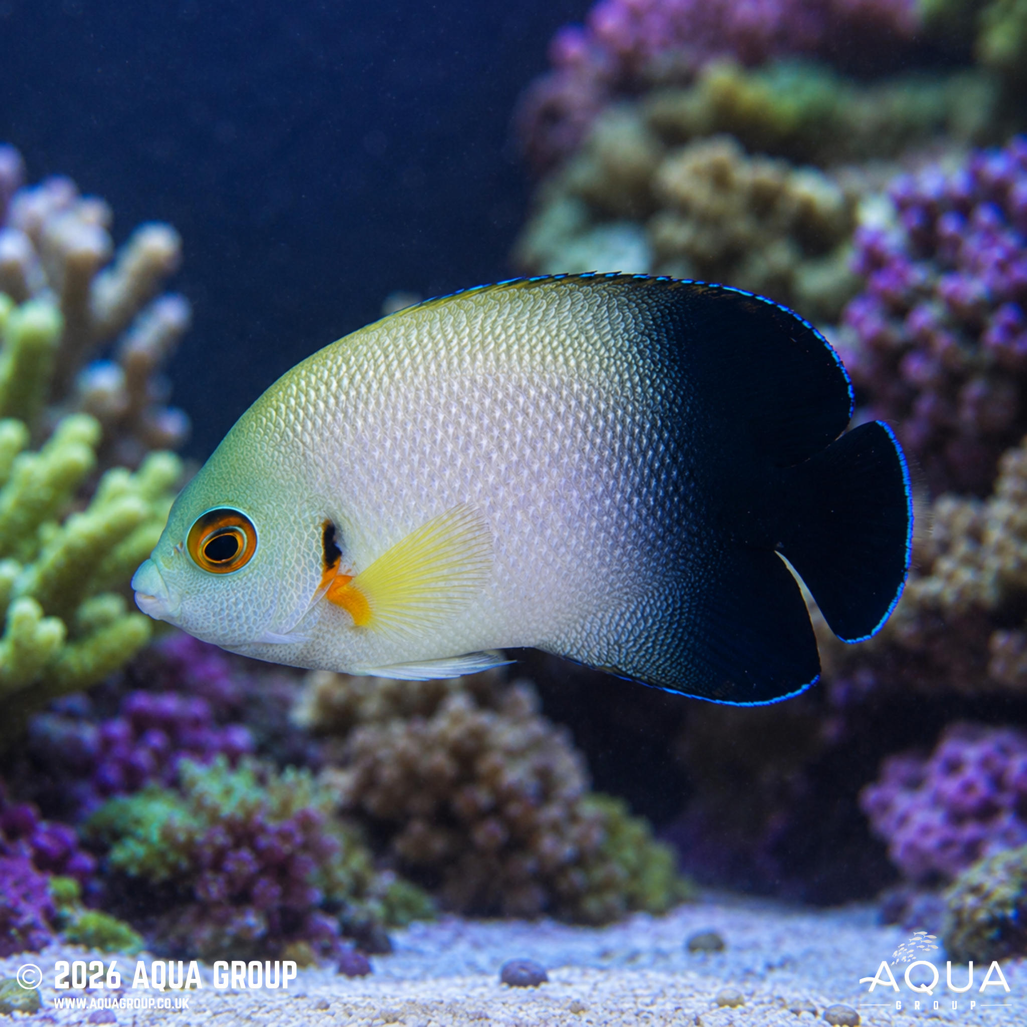 Half Black Angelfish (Centropyge vroliki)