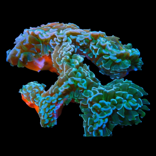 Hammerhead Wall Hard Coral Euphyllia Sp - Real Aquatics