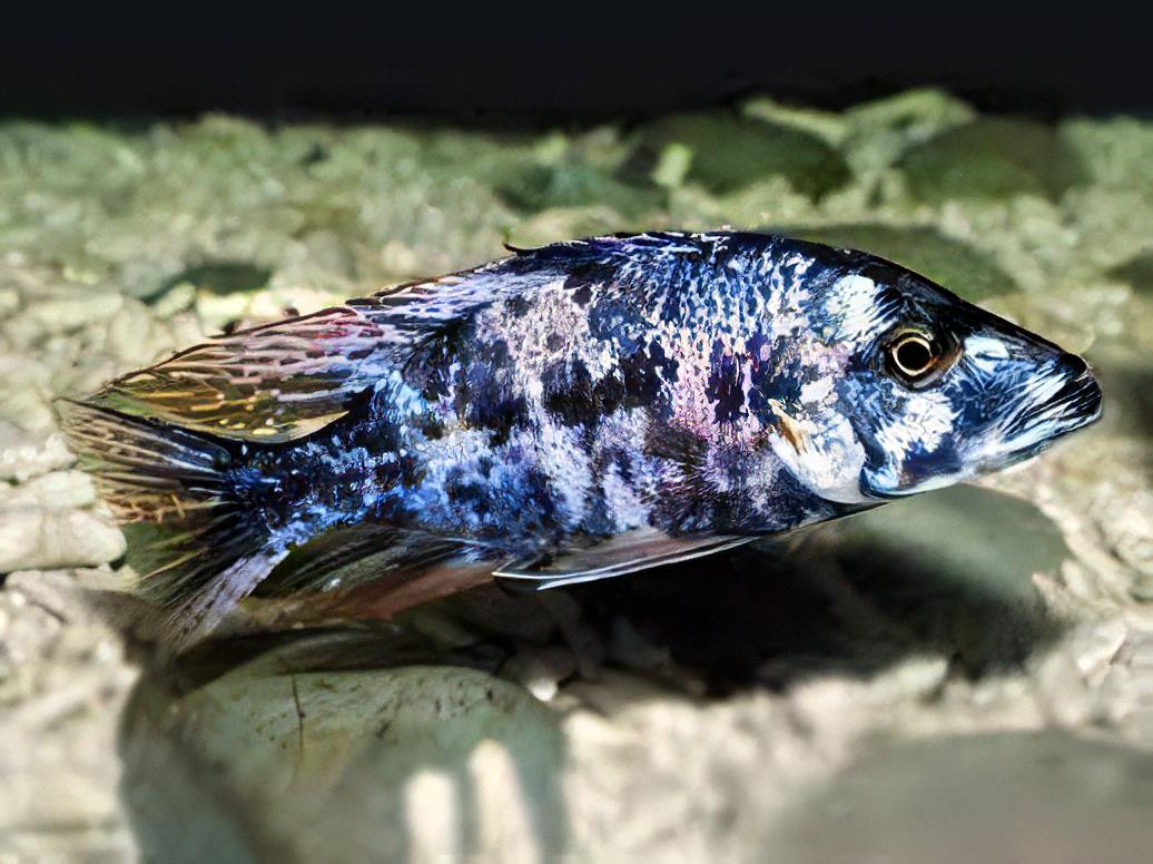 Haplochromis Orange Blotch Compressiceps Malawi African Cichlid