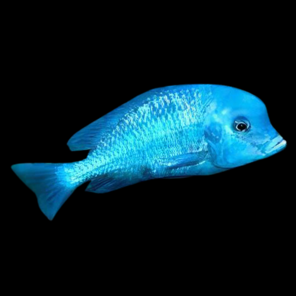 Haplochromis Moorii Blue Dolphin Malawi African Cichlid