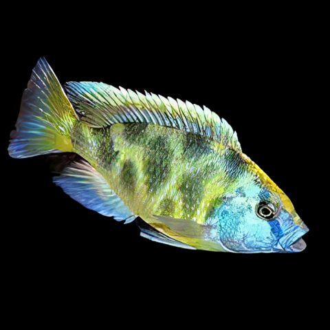 Haplochromis