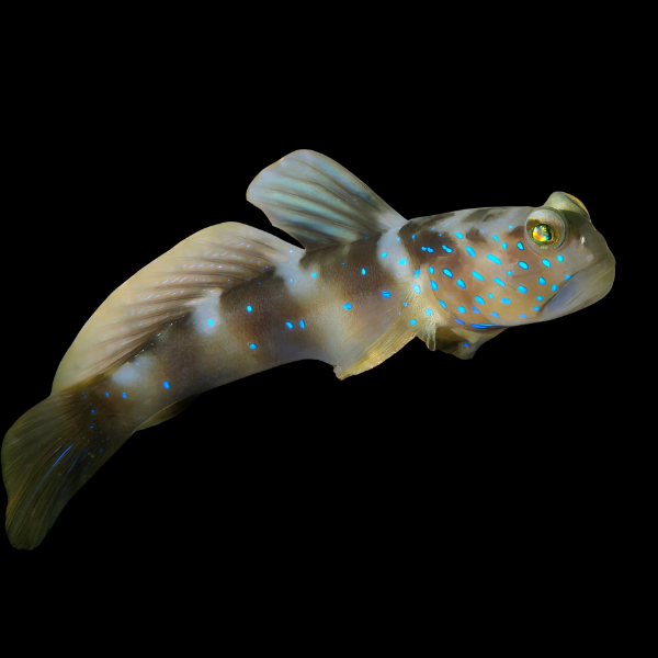 Harbour Goby Cryptocentrus Fasciatus - Real Aquatics