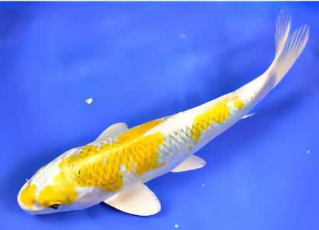 Hariwake Grade A Koi Carp Cyprinus Carpio
