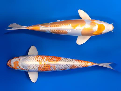 Hariwake Grade A Koi Carp Cyprinus Carpio