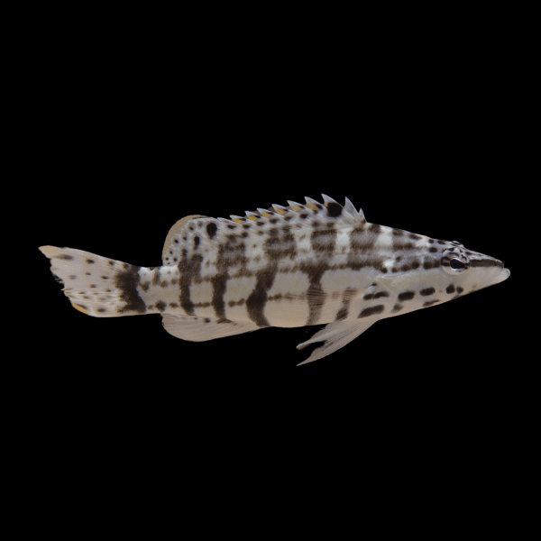 Harlequin Bass Serranus Tigrinus - Real Aquatics