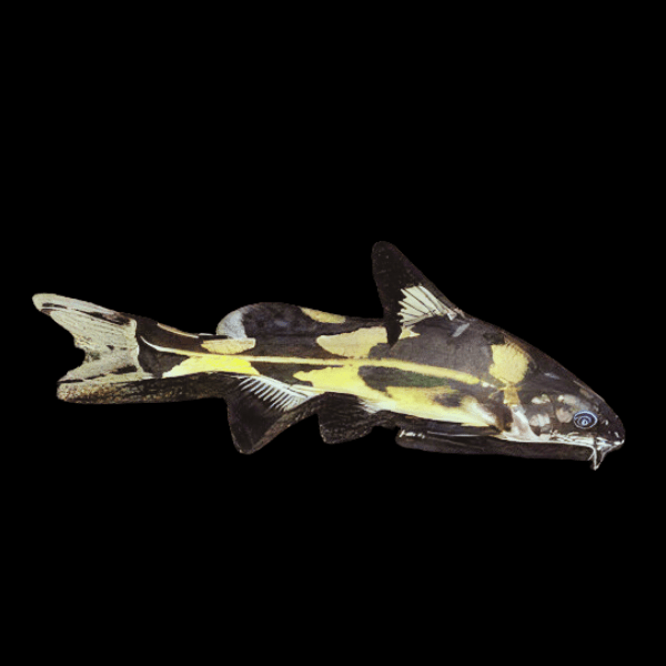 Harlequin Lancer Catfish Bagrichthys Melapterus 5cm - Real Aquatics