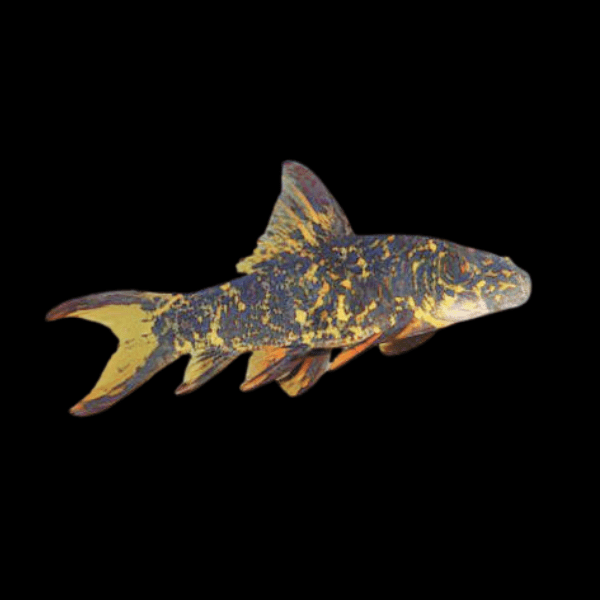Harlequin Shark Labeo Cyclorhynchus 5cm - Real Aquatics