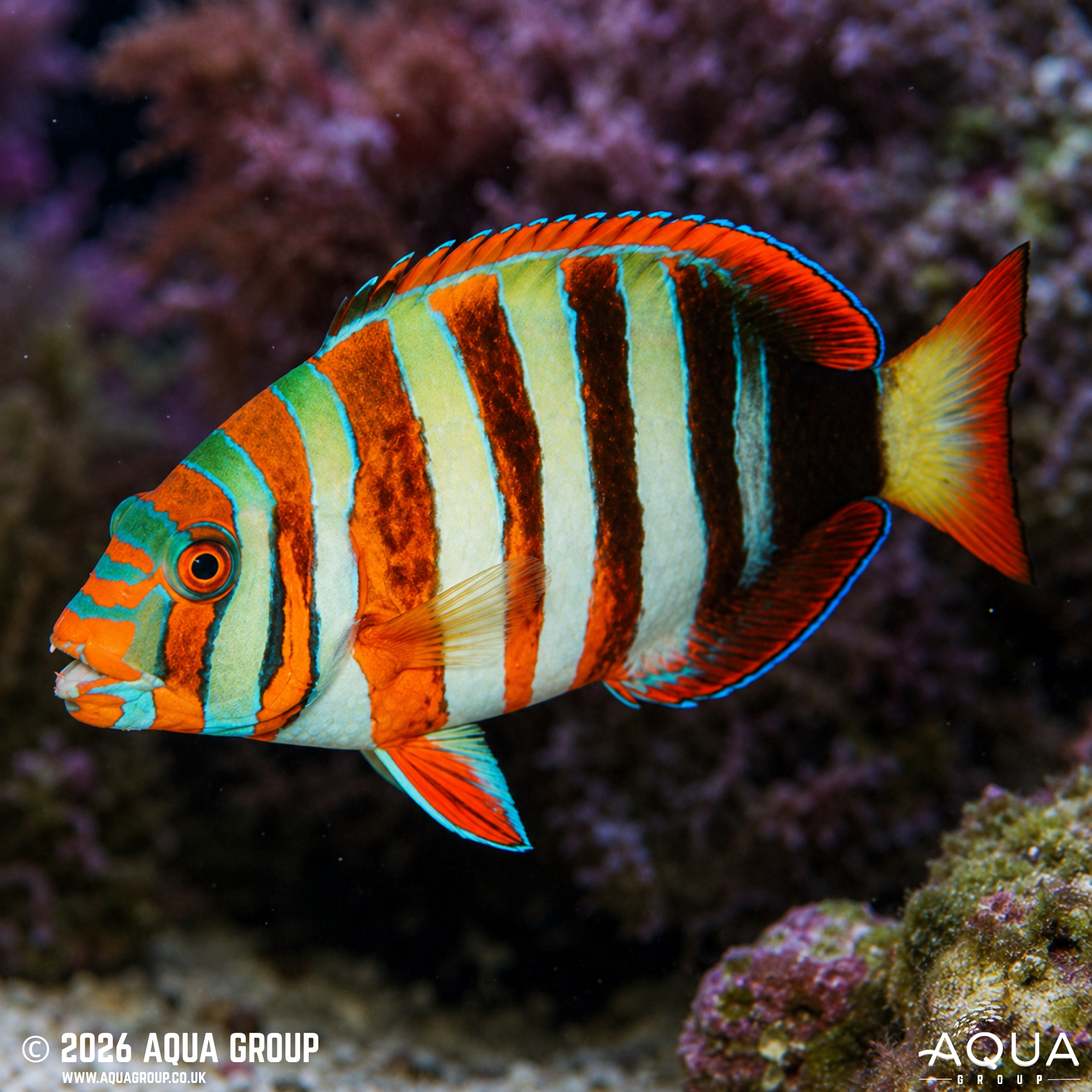 Harlequin Tusk (Choerodon fasciatus)
