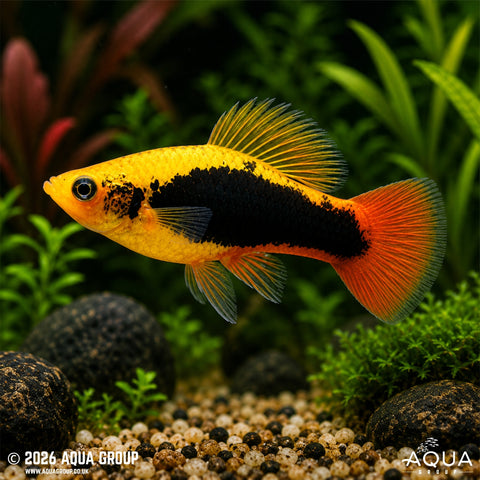 Platy