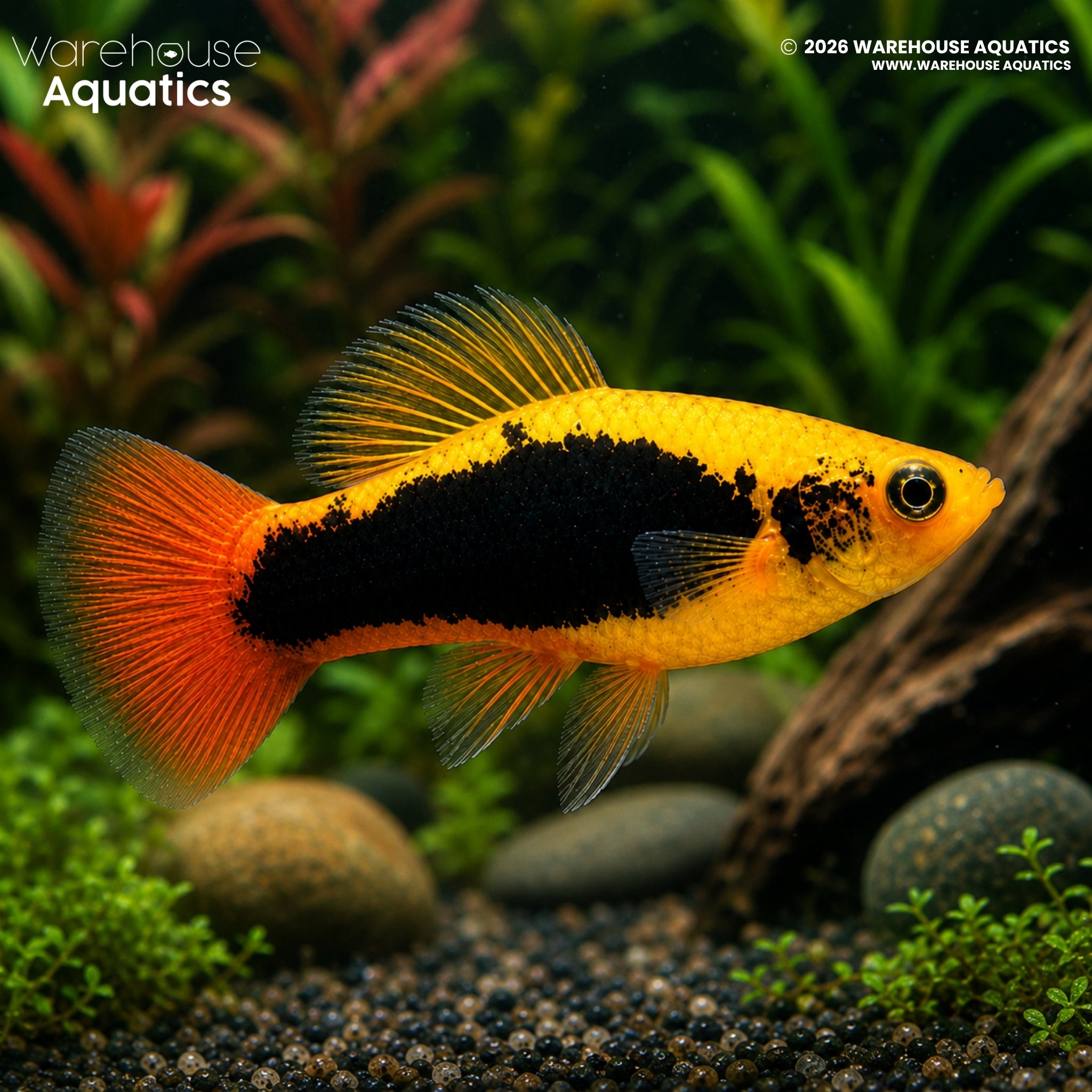 Hawaii Variatus Platy (Xiphophorus variatus)
