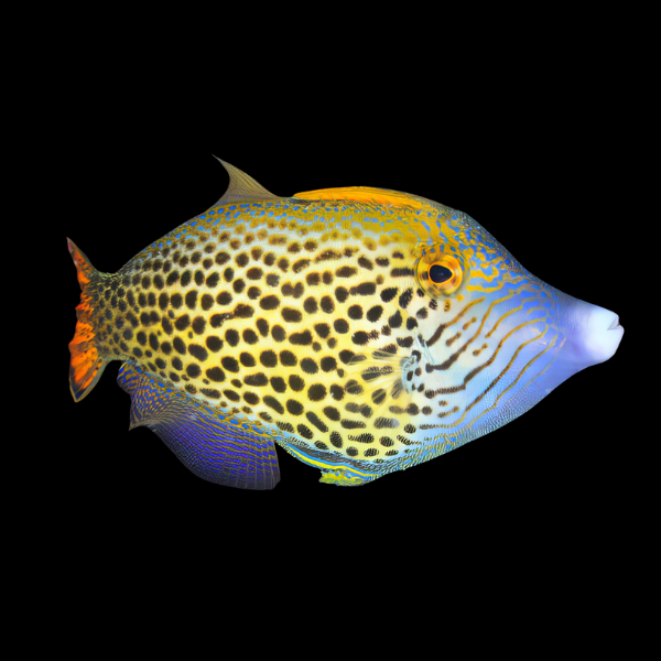 Hawaiian Orange Tail File Fish Pervagor Spilosoma - Real Aquatics